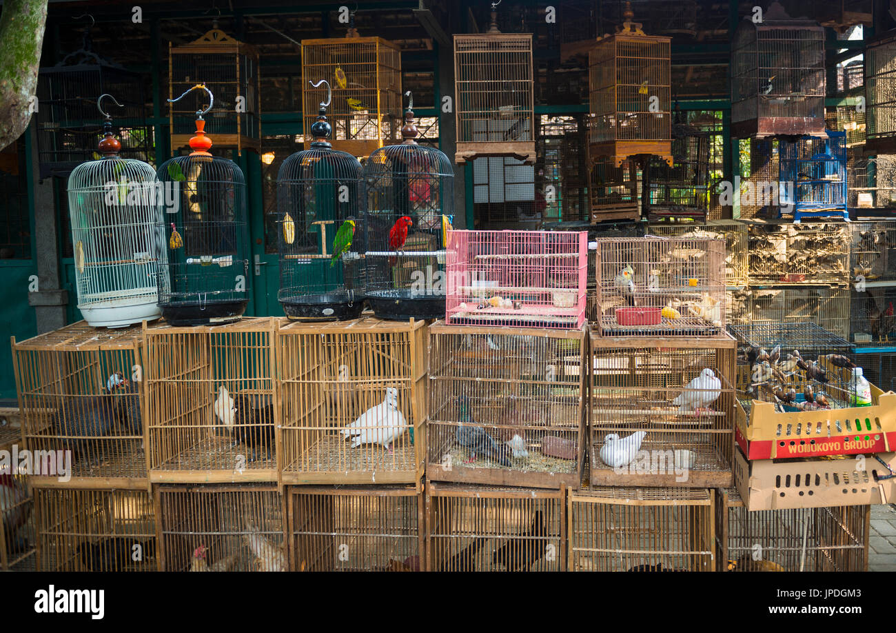 Bird cages with birds at sales stall, bird market, Pasar Ngasem, Yogyakarta, Java, Indonesia Stock Photo