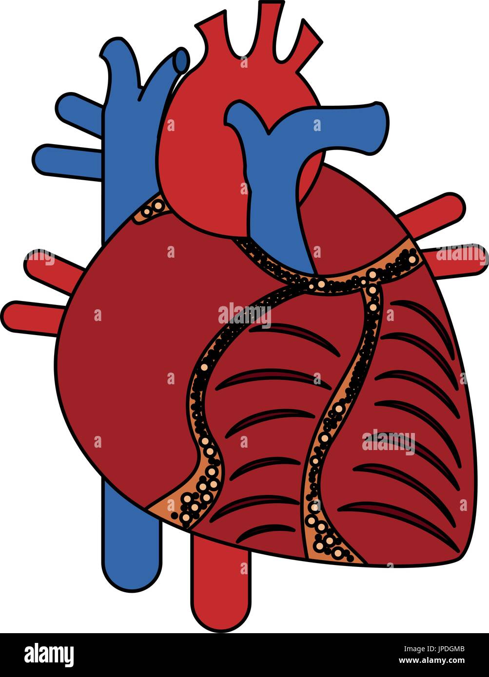 human heart icon image Stock Vector Image & Art - Alamy