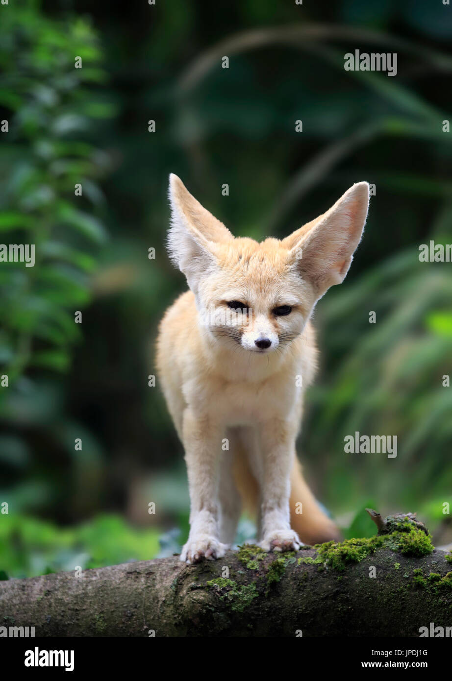 Fennec, fennec fox (Vulpes zerda), adult, watchful, captive, Occurrence