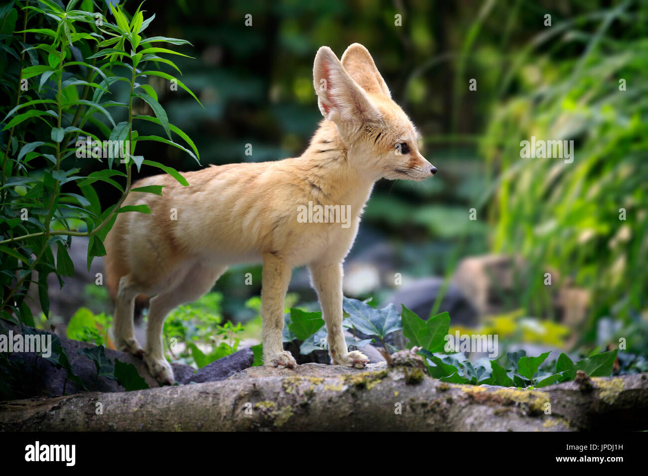Fennec, fennec fox (Vulpes zerda), adult, watchful, captive