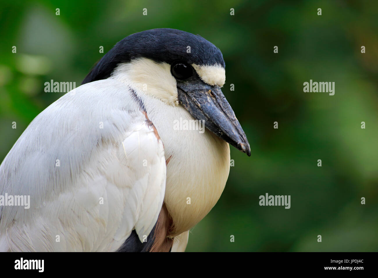 Boat-billed heron (Cochlearius cochlearius), adult, Portait, Pantanal, Brazil Stock Photo