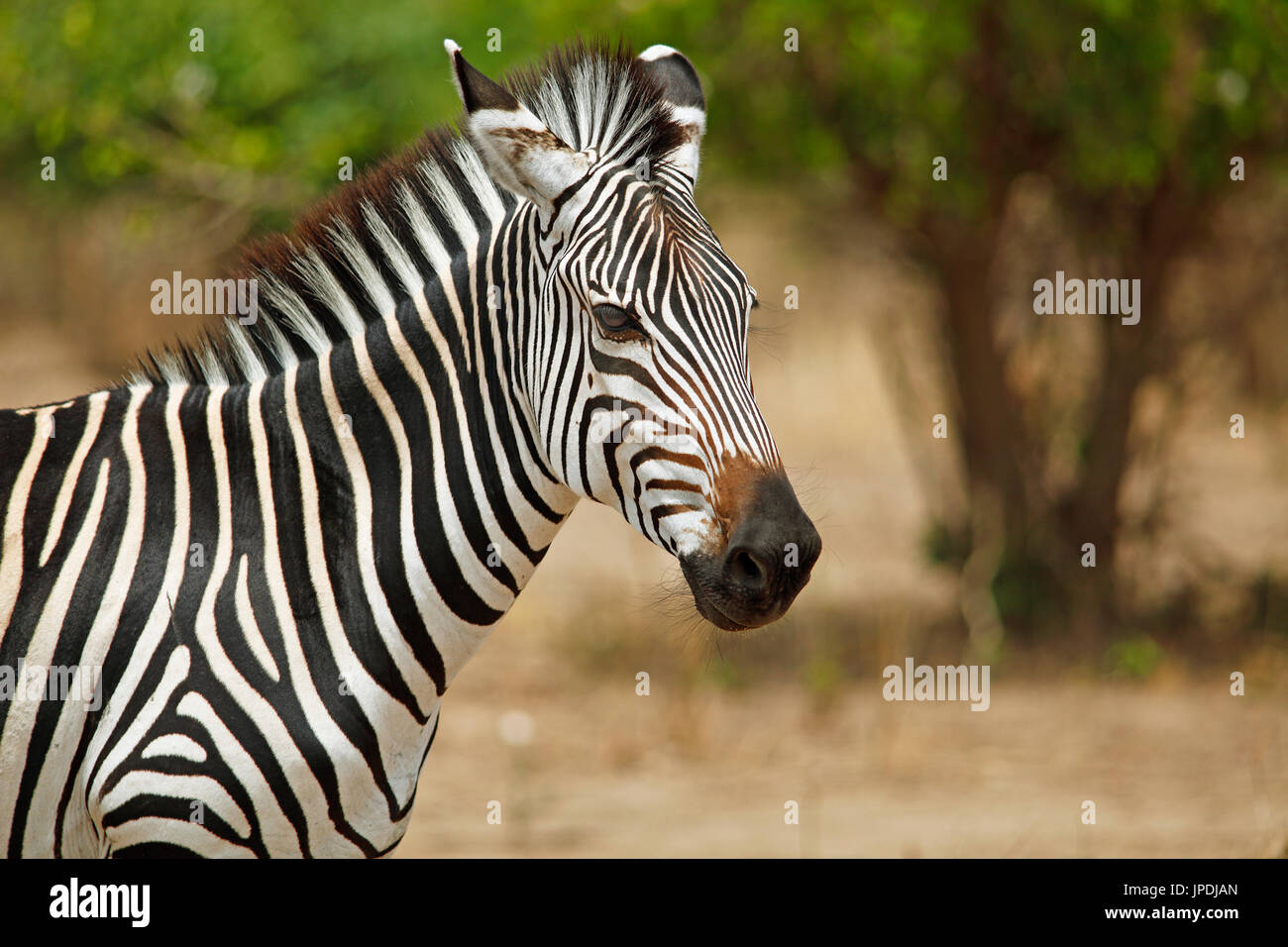 Plains Zebra (Equus quagga), animal portrait, South Luangwa National Park, Zambia Stock Photo