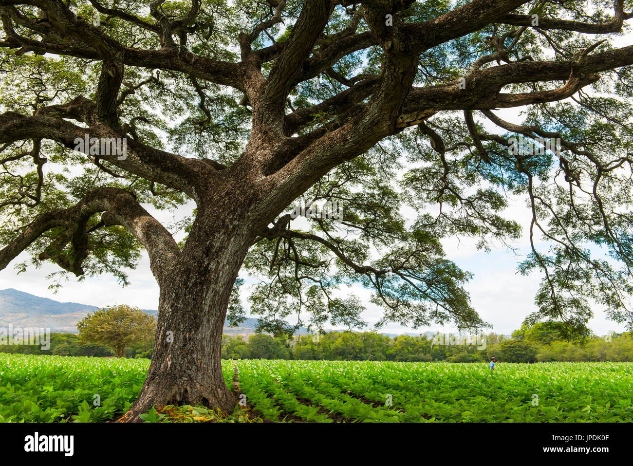 Old tree in a field with tobacco plants, cultivation of tobacco, Esteli, Nicaragua Stock Photo