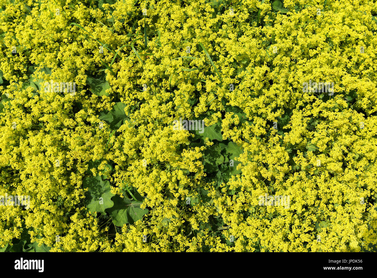 Common lady's mantle (Alchemilla vulgaris), Bavaria, Germany Stock Photo