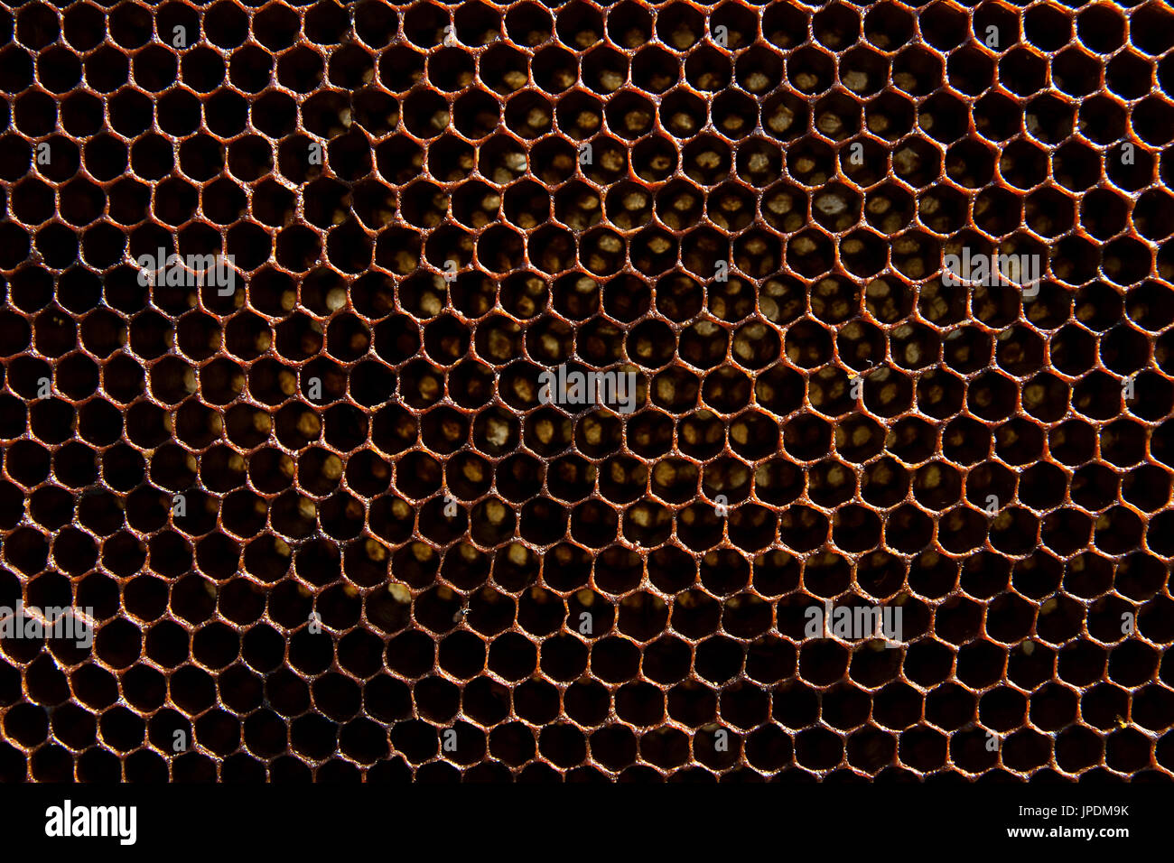 Beehive pattern hi-res stock photography and images - Alamy