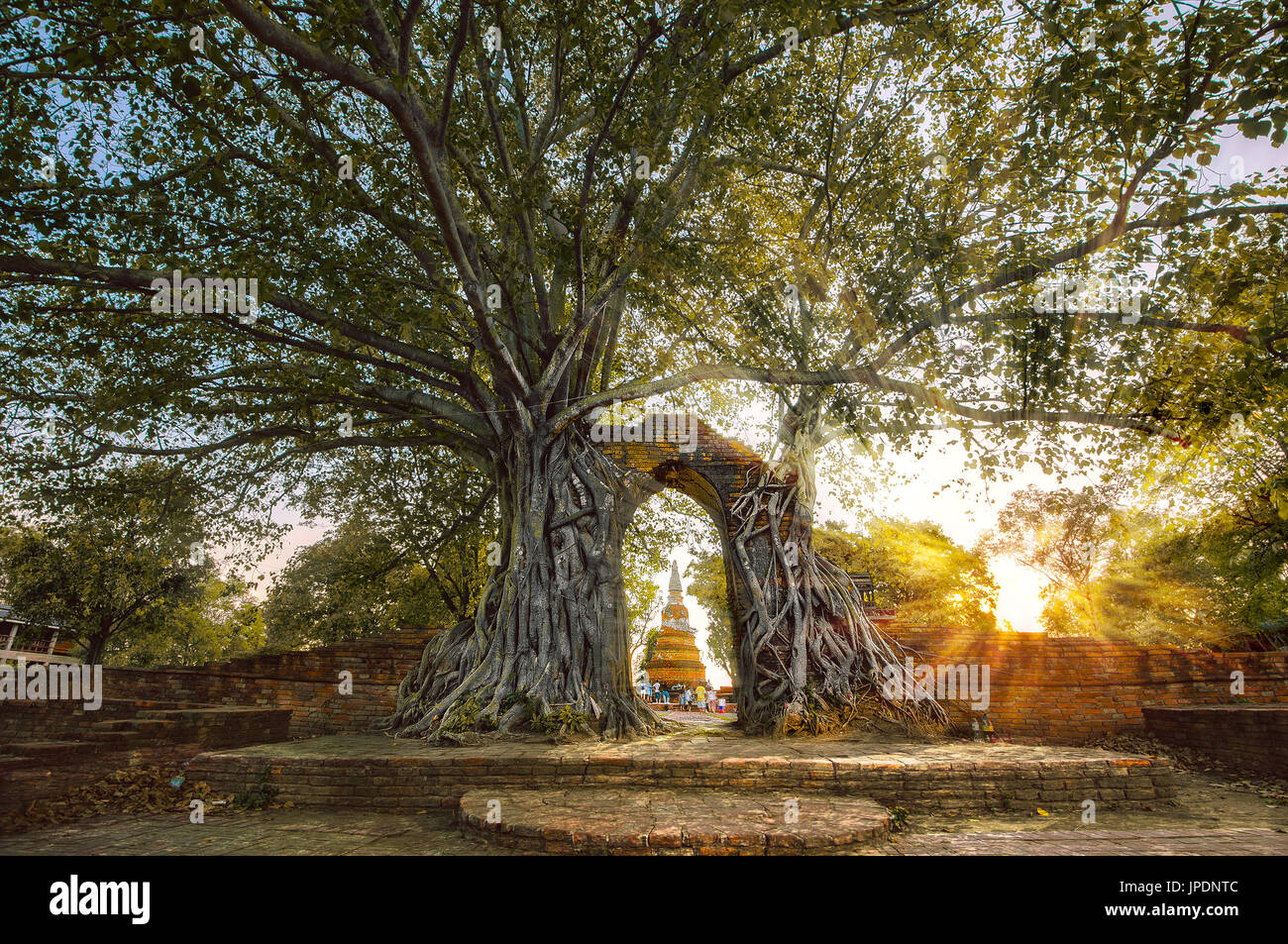 'Gate of Time' - Unseen Thailand. Old tree grows on ruined wall and portico of a deserted temple located outside the city of Ayutthaya. Stock Photo