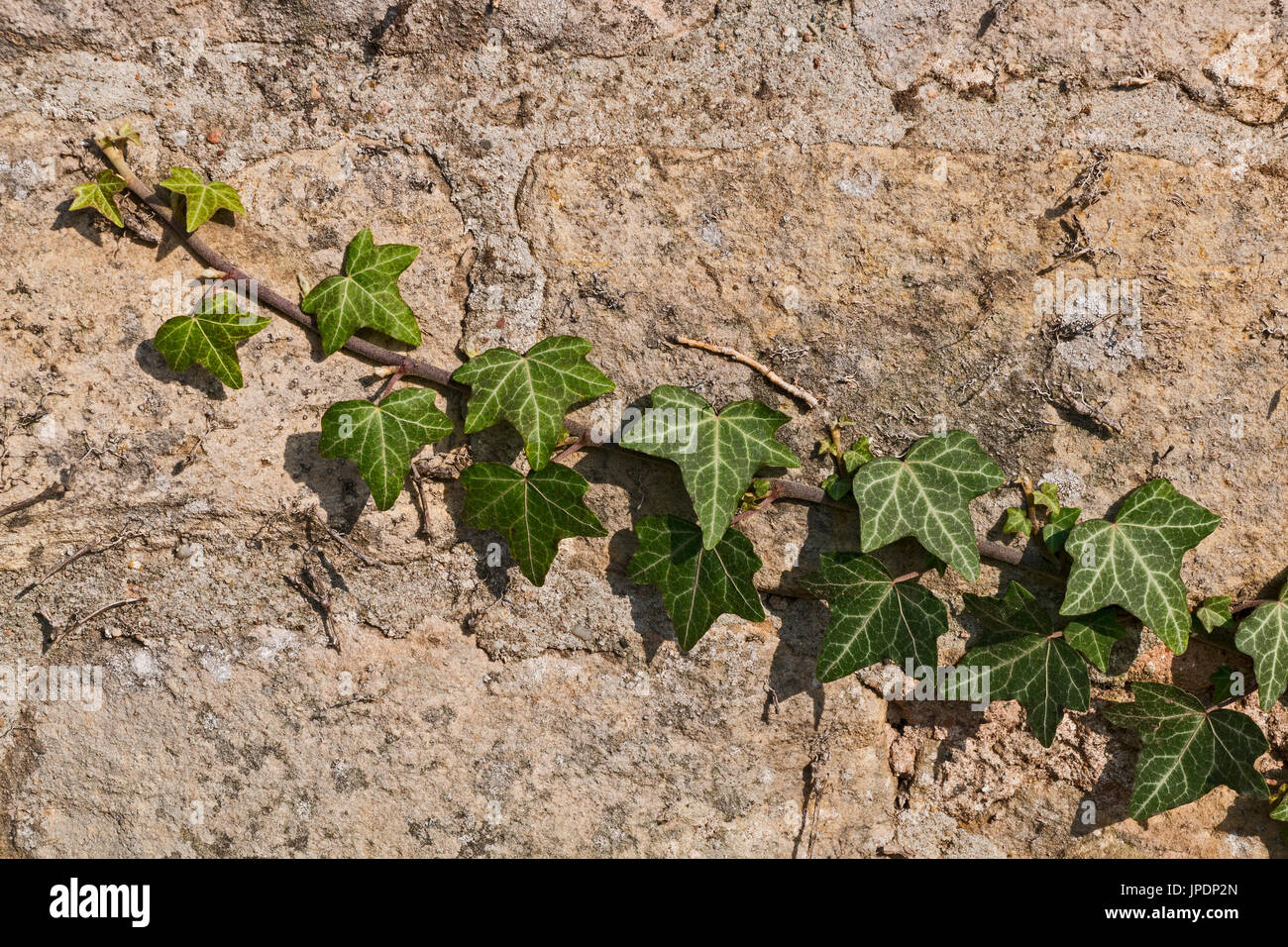 Common ivy (Hedera helix) on sandstone wall, Pfalz, Rhineland-Palatinate, Germany Stock Photo