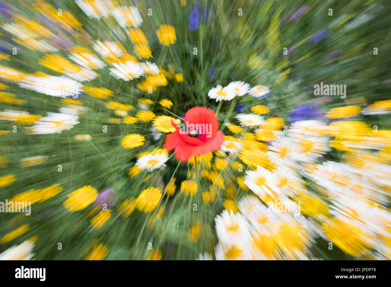 Colorful summer flowers, abstract, zoomed, Hesse, Germany Stock Photo