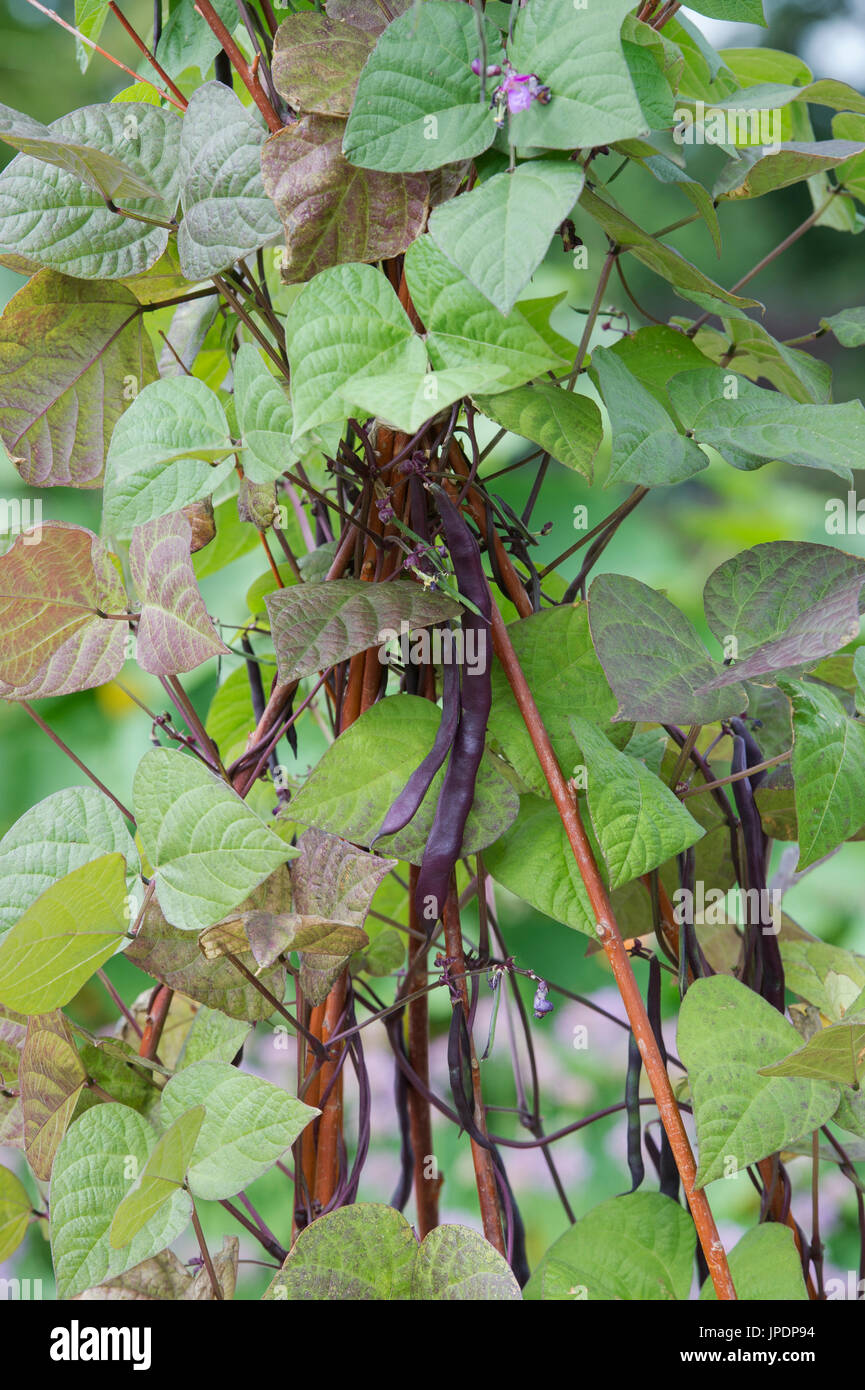 Phaseolus vulgaris. Climbing french bean 'Blauhilde' in a vegetable garden. UK Stock Photo