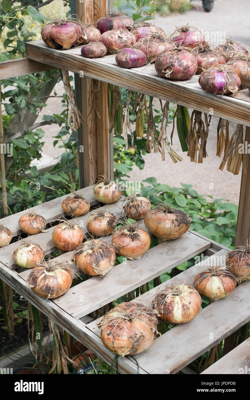 Allium cepa. Harvested Onions in a greenhouse. UK Stock Photo