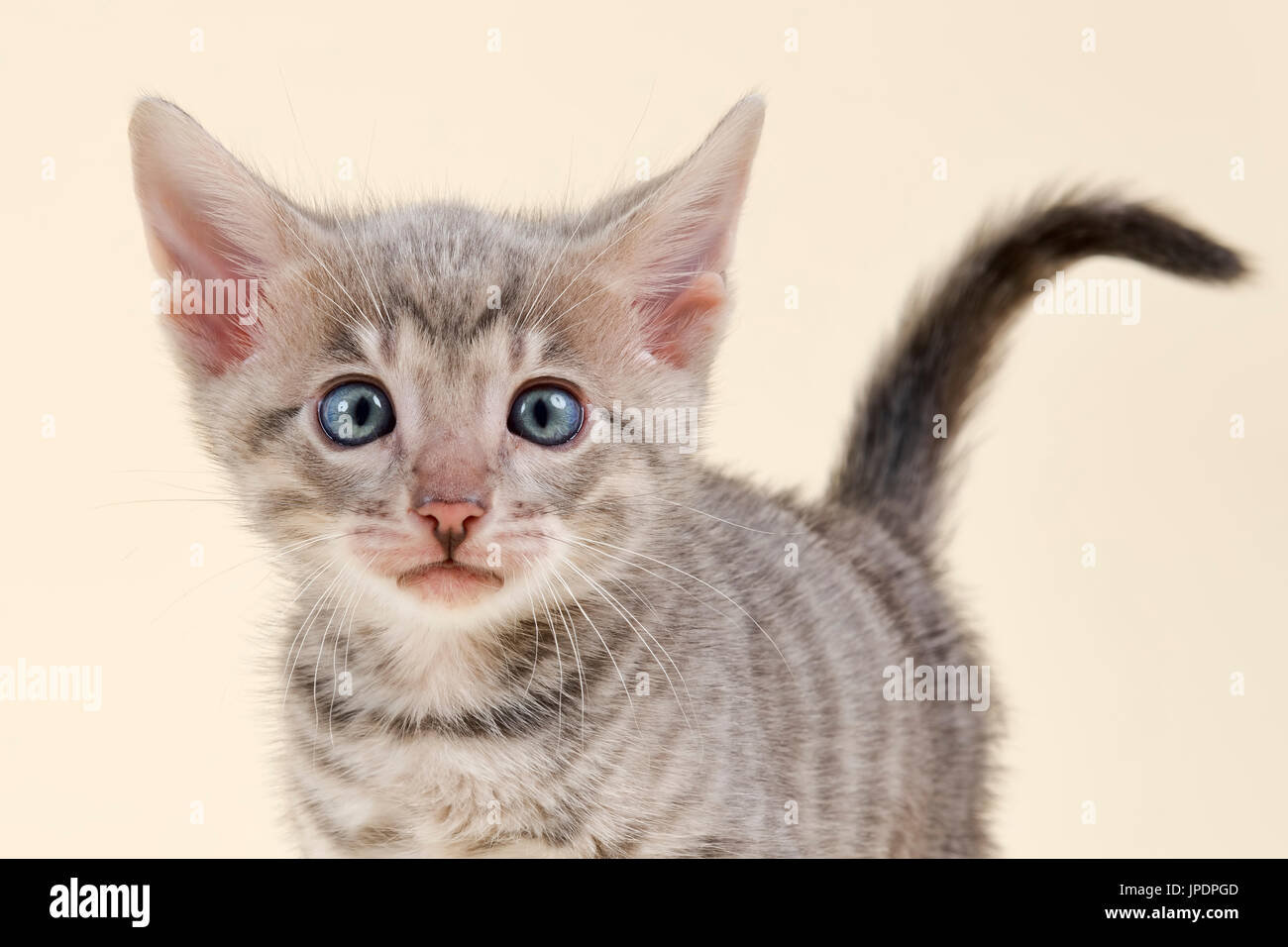 Toyger (Felis silvestris catus), age 6 weeks, portrait, color black