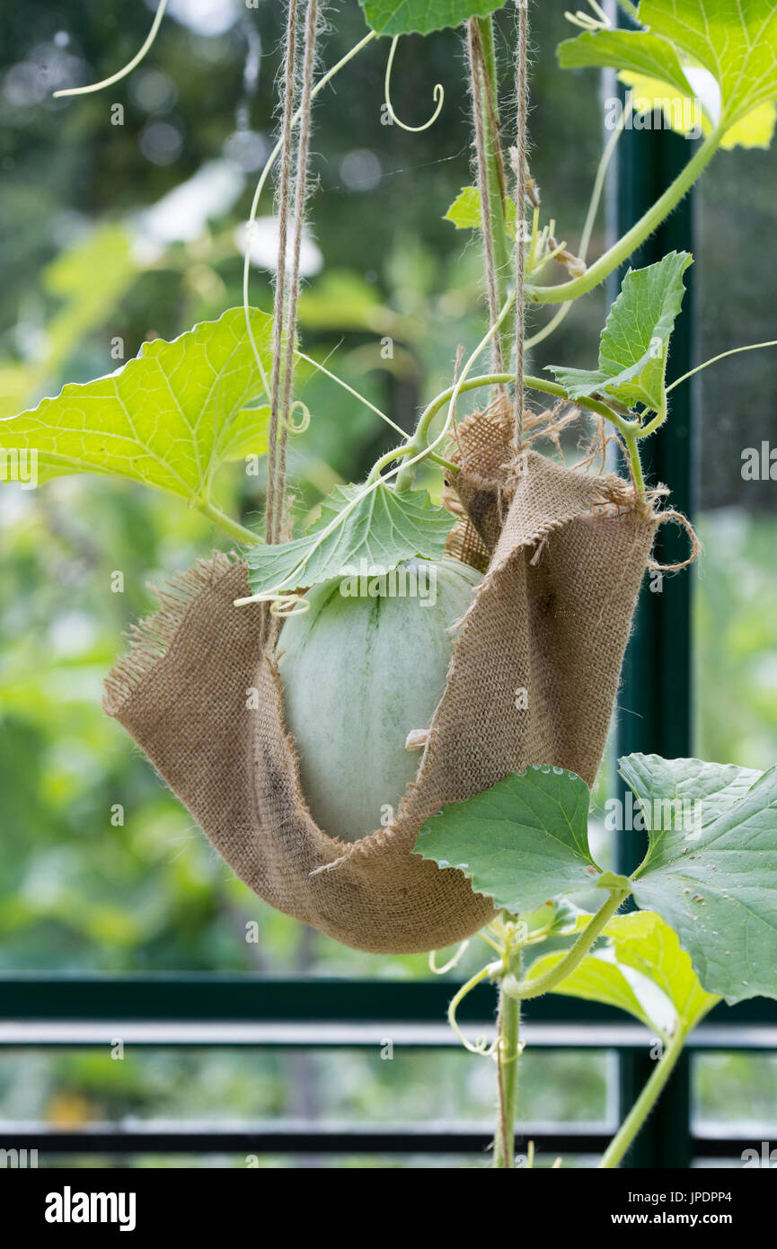 Cucumis melo. Melon emir  on the vine supported by strung up hessian supports. UK Stock Photo