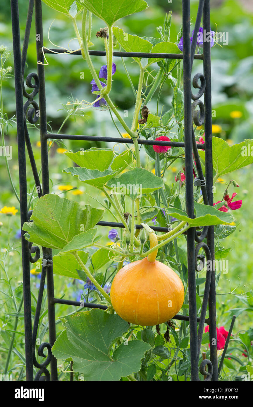 Cucurbita maxima. Red kuri squash growing up a garden arbour with sweet pea flowers. UK Stock Photo