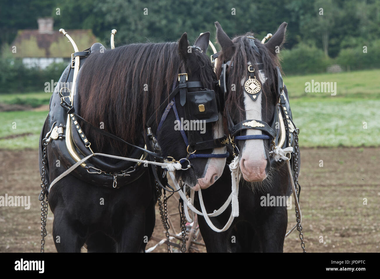 Shire horses ploughing at Weald and Downland open air museum, autumn countryside show, Singleton, Sussex, England Stock Photo