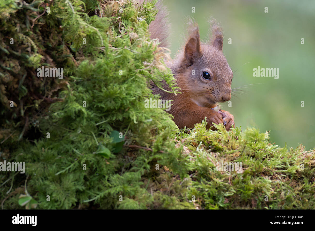 Close up of a shy red squirrel with its head just showing from behind a log and eating a nut Stock Photo