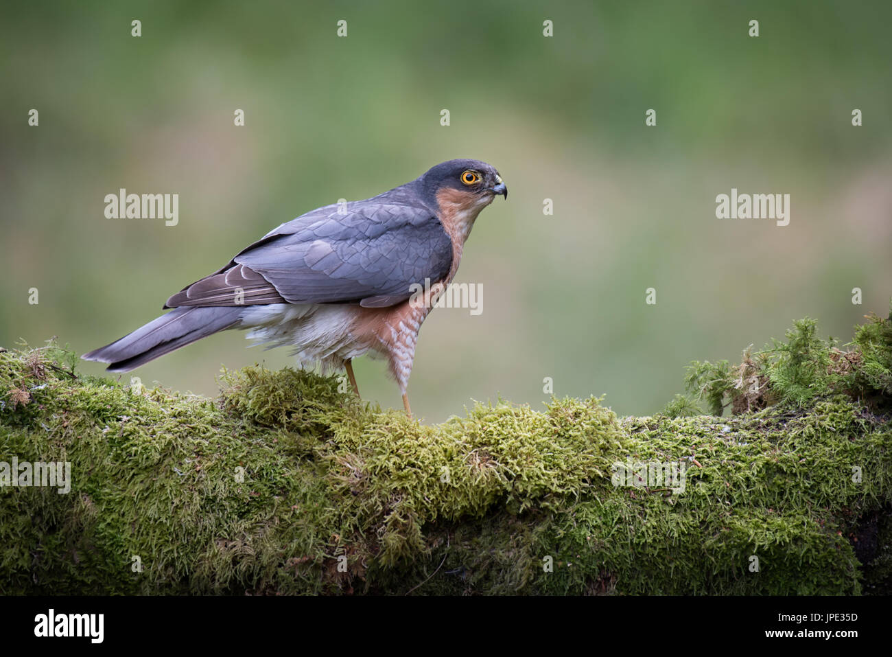 Close up of an alert looking male sparrowhawk perched on a lichen covered log and looking to the right Stock Photo