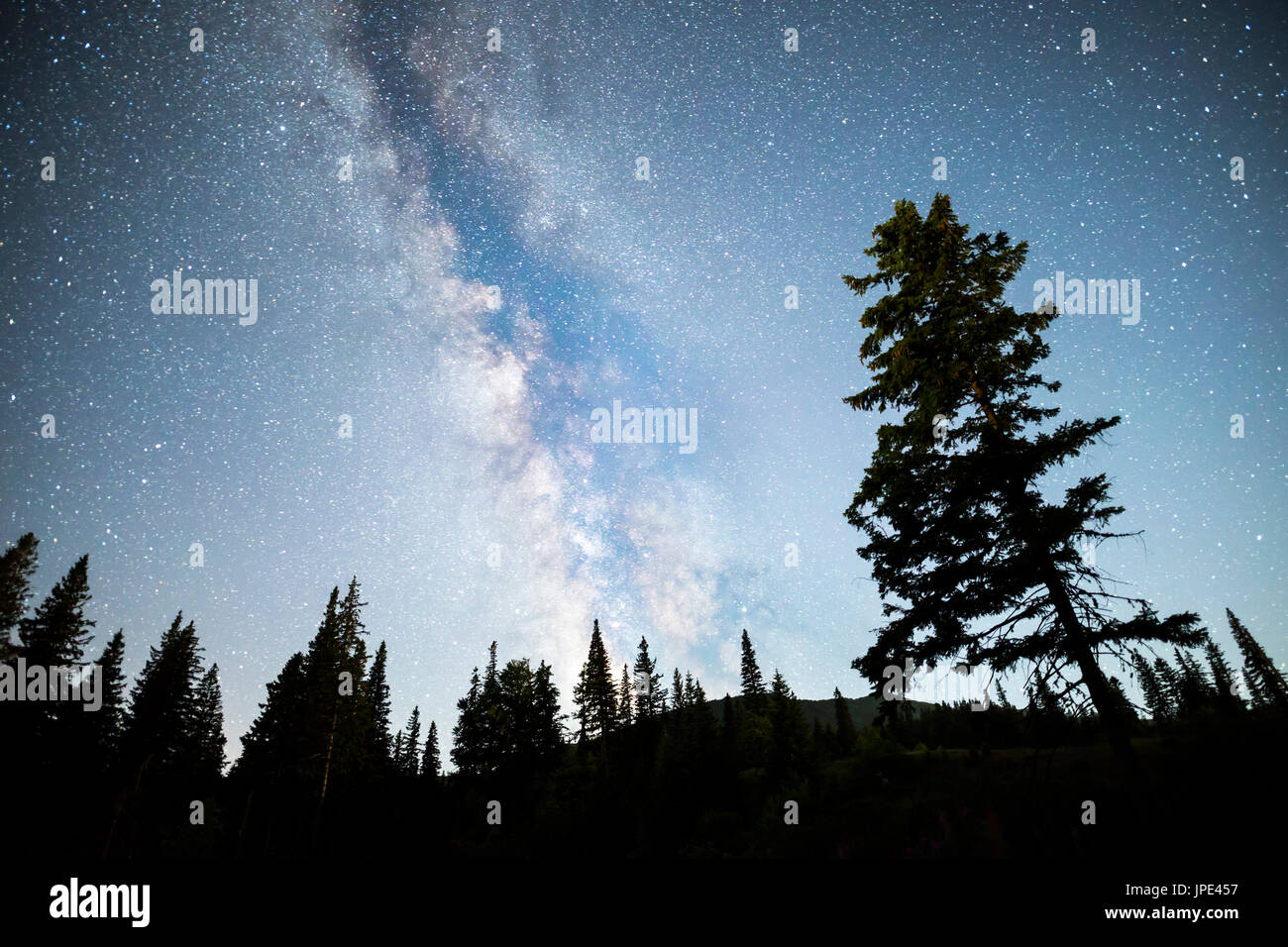 A view of the stars of the Milky Way with a pine trees forest ...