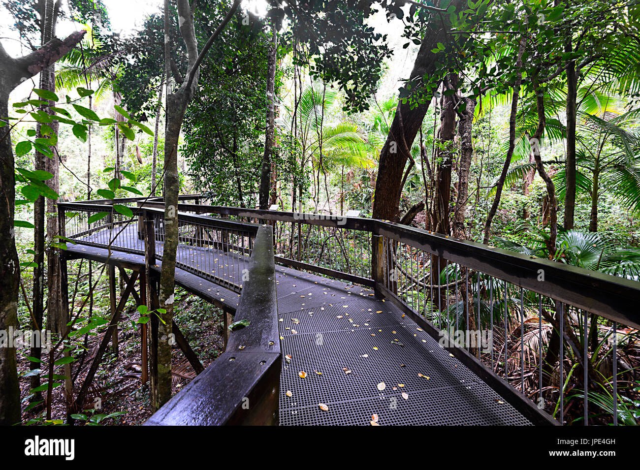 Boardwalk through the forest at Sea Acres Rainforest Centre, Port Macquarie, New South Wales, NSW, Australia Stock Photo