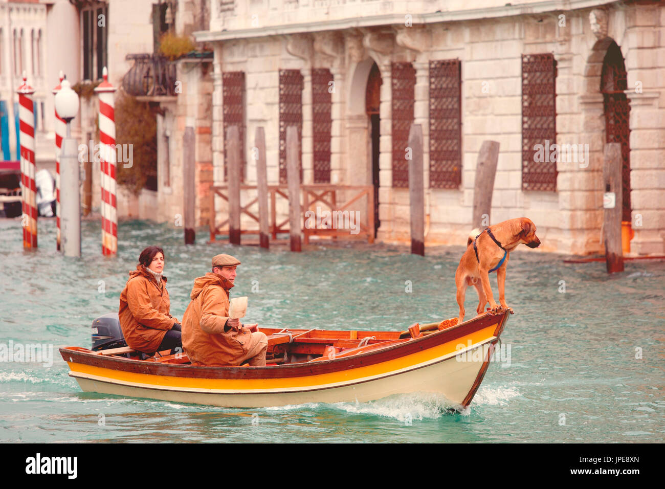 Cute dog on a boat along the Grand Canal of Venice Stock Photo Alamy