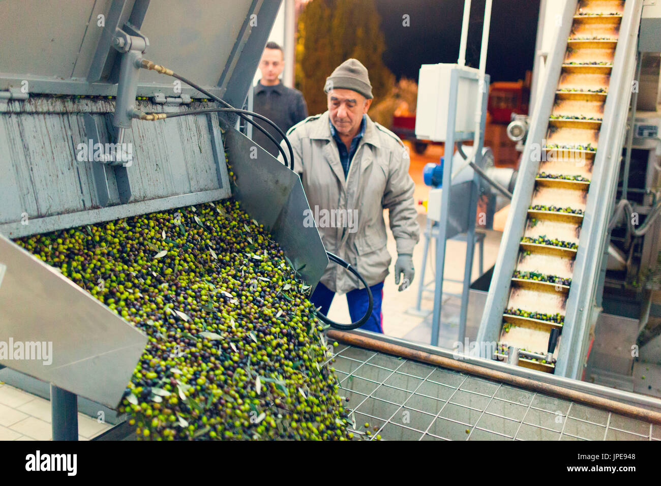 Europe,Italy,Umbria,Perugia district,Montefalco,production olive oil Stock Photo