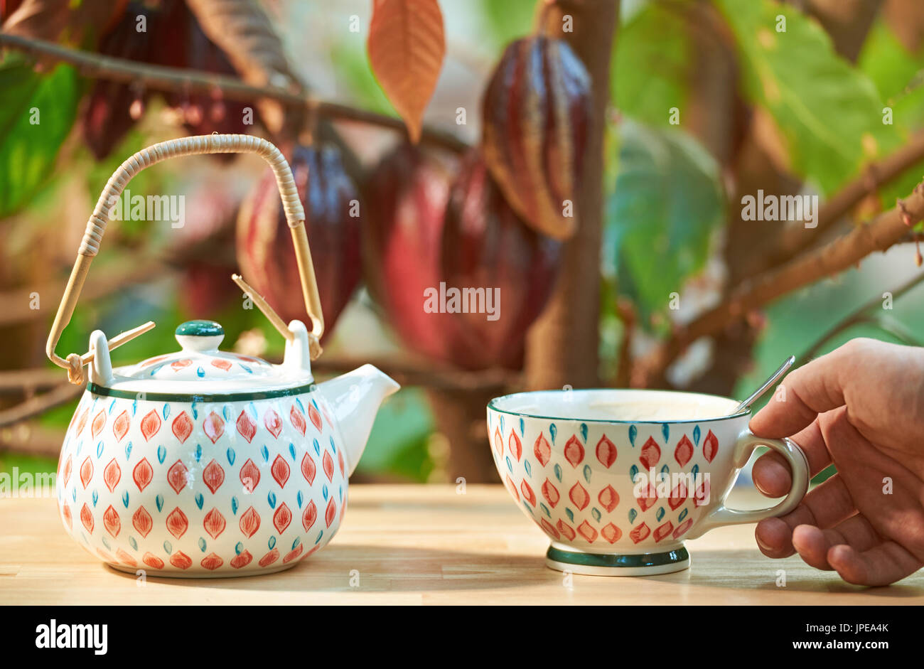 Hand hold cup with hot chocolate drink on blurred cocoa pods background Stock Photo
