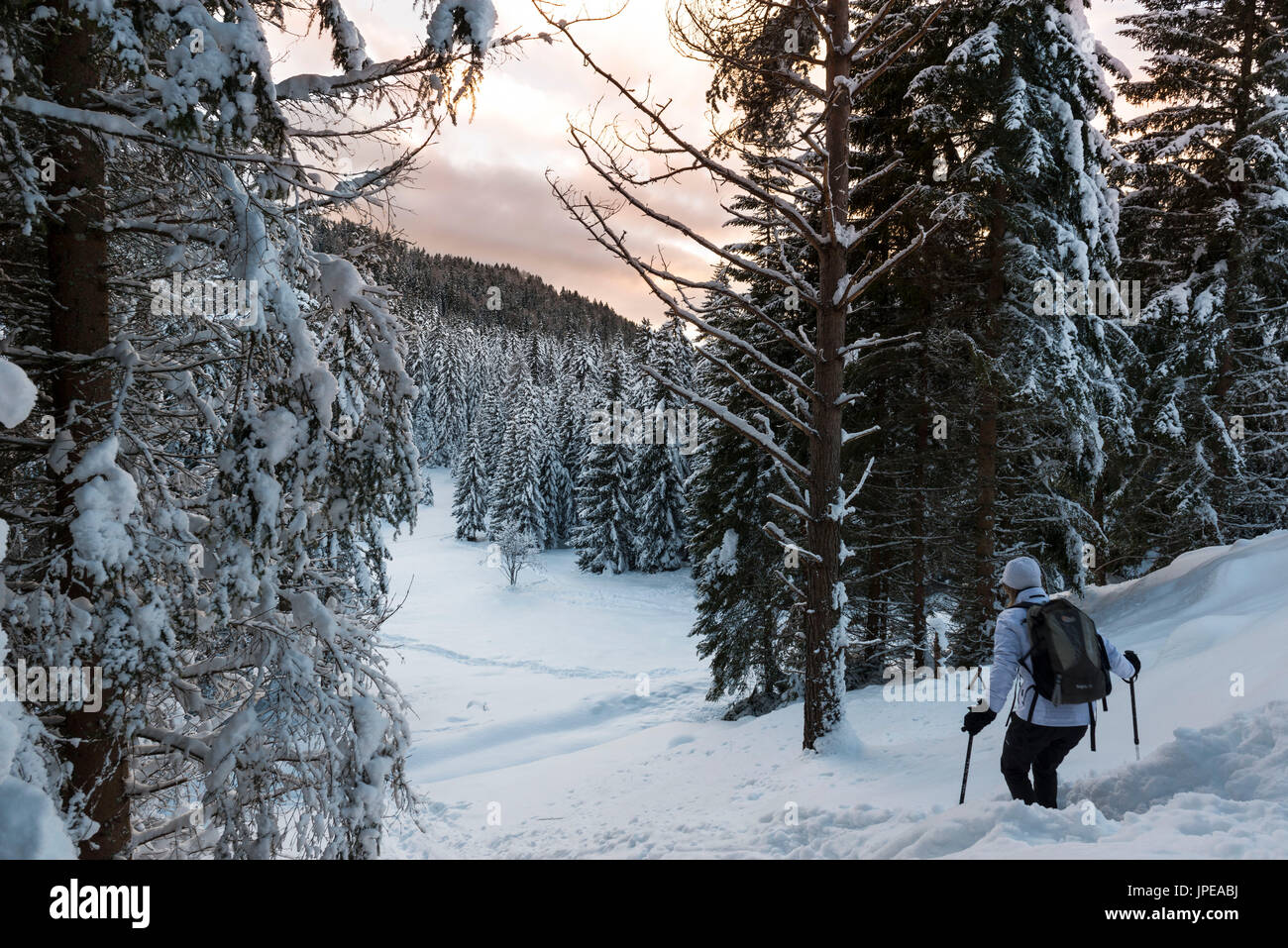 Snowshoe hiker walking along a track above the Mendel Pass. Non Valley, Trentino Alto Adige, Italy, Europe. Stock Photo