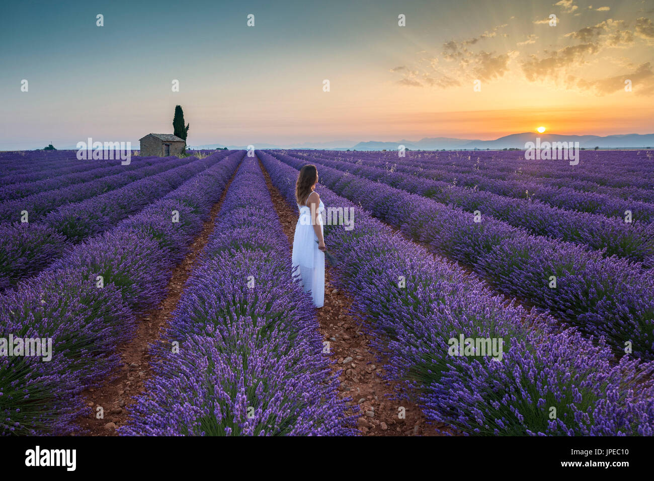 Woman at dawn in a lavender field. Plateau de Valensole, Alpes-de-Haute-Provence, Provence-Alpes-Cote d'Azur, France, Europe. Stock Photo