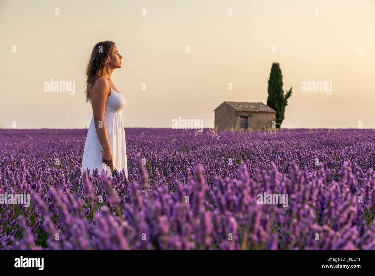 Woman at dawn in a lavender field. Plateau de Valensole, Alpes-de-Haute-Provence, Provence-Alpes-Cote d'Azur, France, Europe. Stock Photo