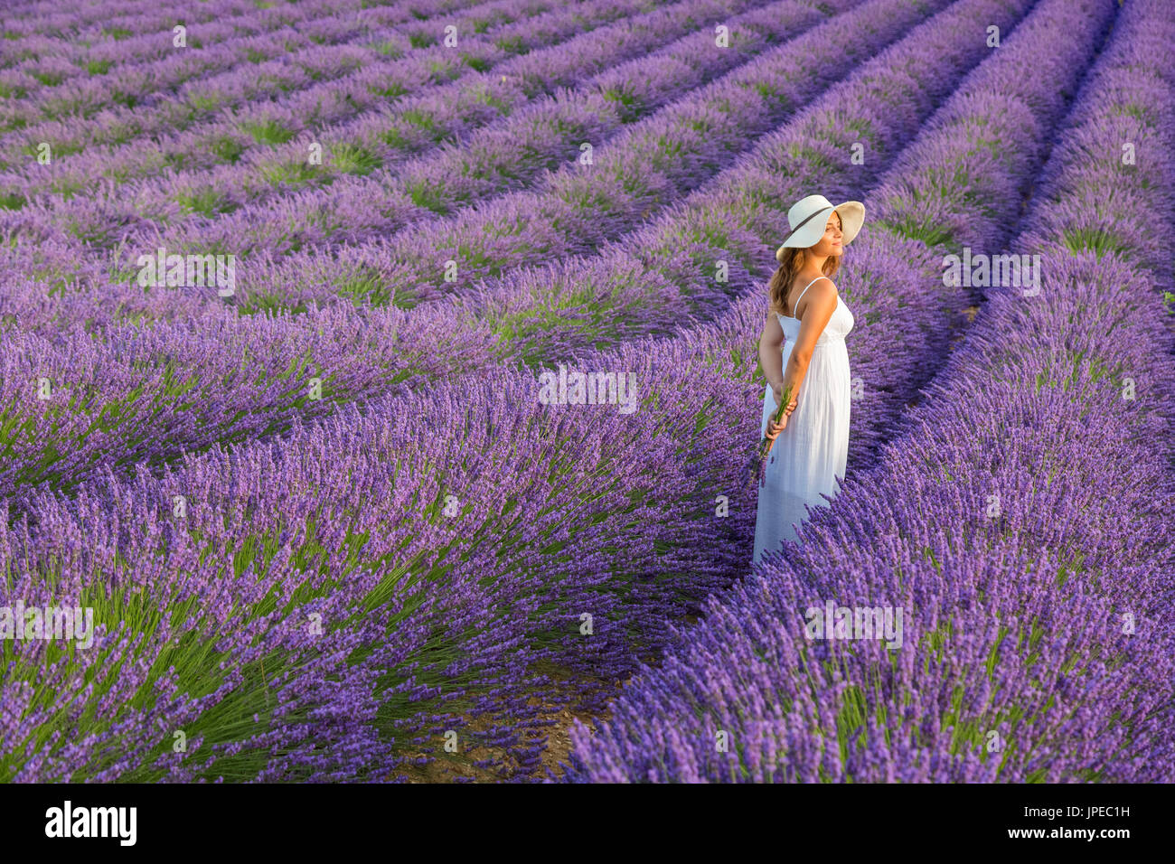 Woman with hat in a lavender field. Plateau de Valensole, Alpes-de-Haute-Provence, Provence-Alpes-Cote d'Azur, France, Europe. Stock Photo