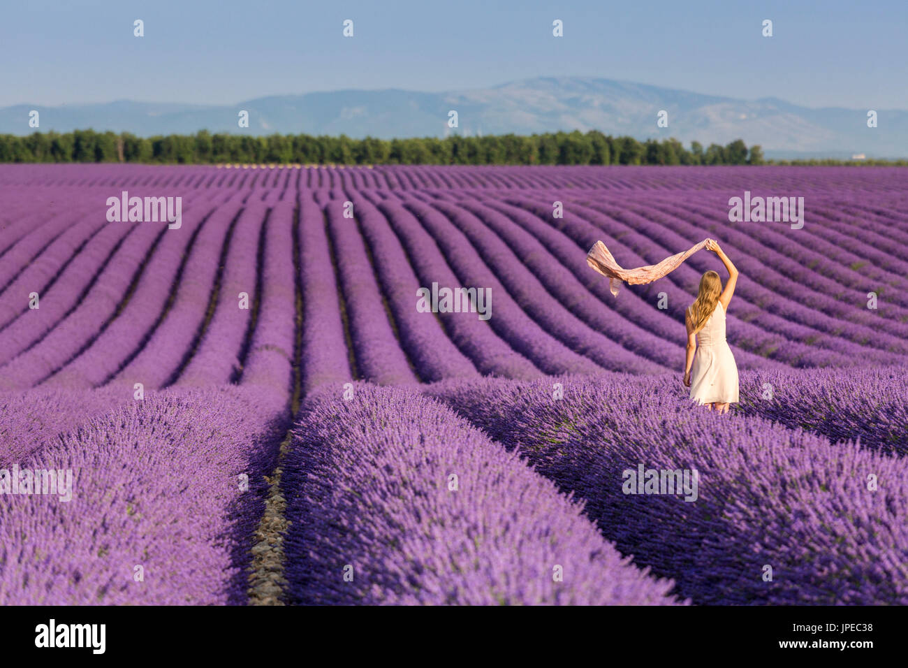 Blonde woman with scarf in a lavender field. Plateau de Valensole, Alpes-de-Haute-Provence, Provence-Alpes-Côte d'Azur, France, Europe. Stock Photo