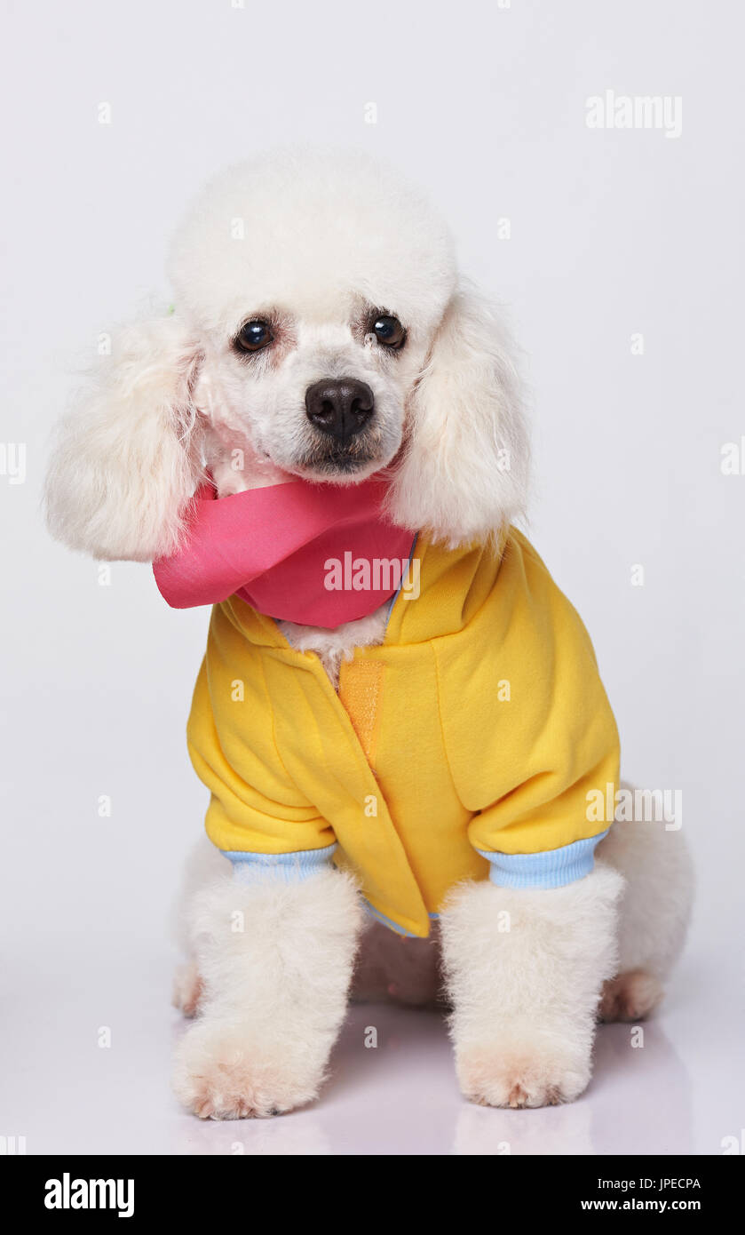 White poodle wearing  colorful costume isolated on white background. One cute dressed poodle Stock Photo