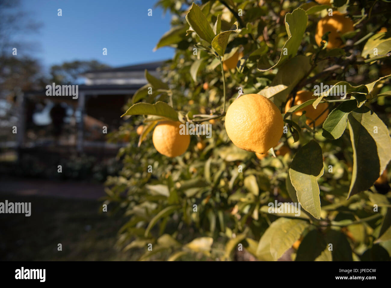 A lemon tree with ripe Eureka (Citrus Limon) lemons in a bright sunlit yard of an Australian country home Stock Photo