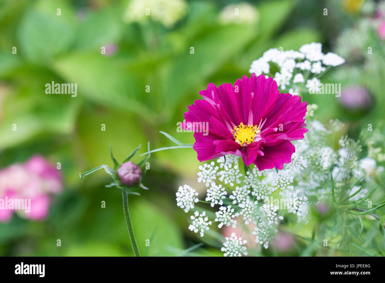 Cosmos bipinnatus and Ammi majus 'Graceland' flowers. Stock Photo