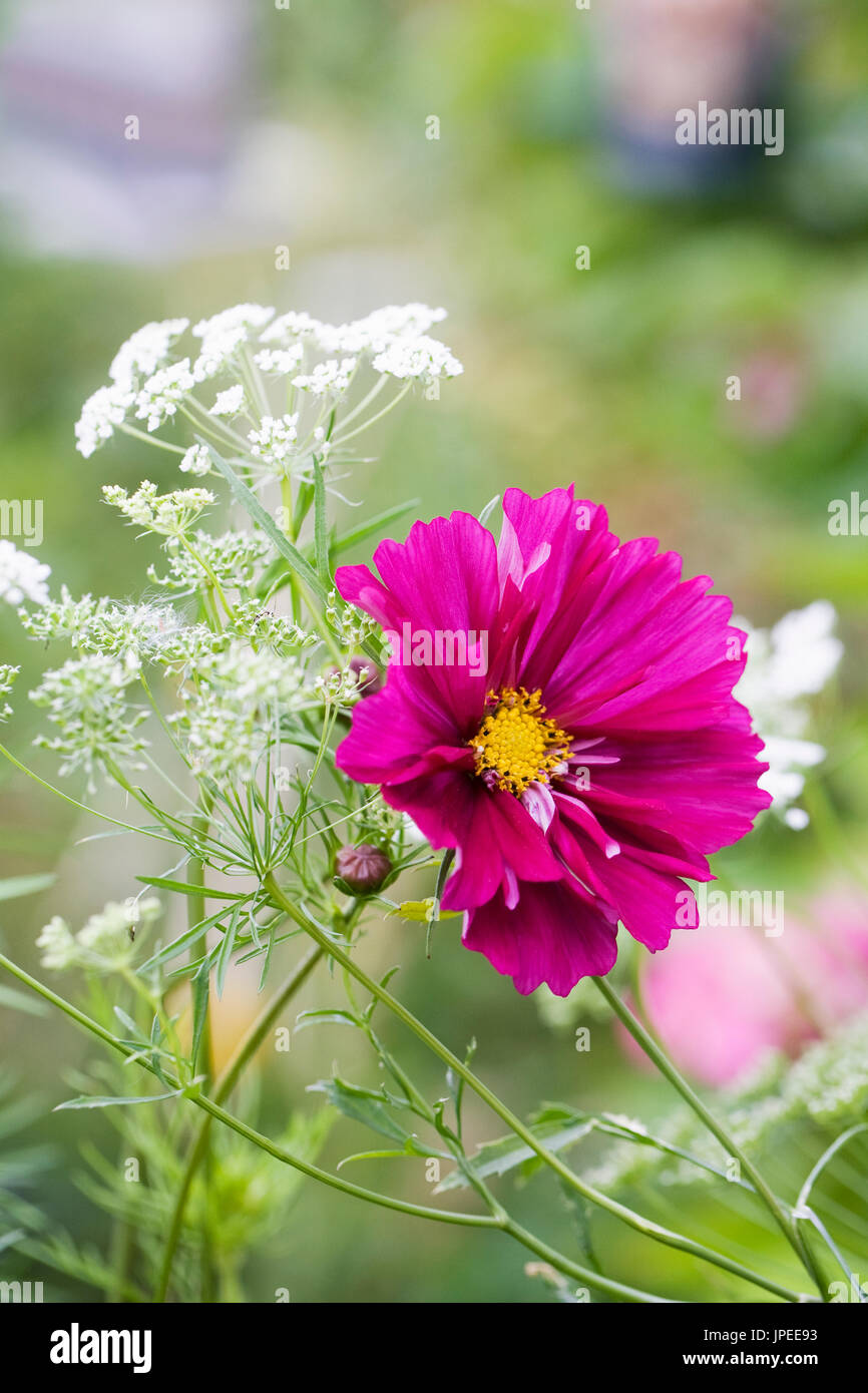 Cosmos bipinnatus and Ammi majus 'Graceland' flowers. Stock Photo
