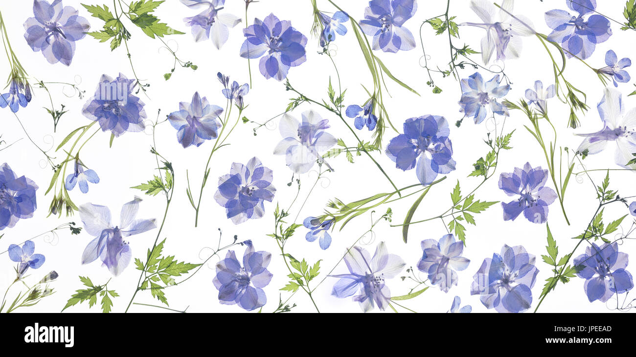 purple flower petals and leaves background Stock Photo - Alamy