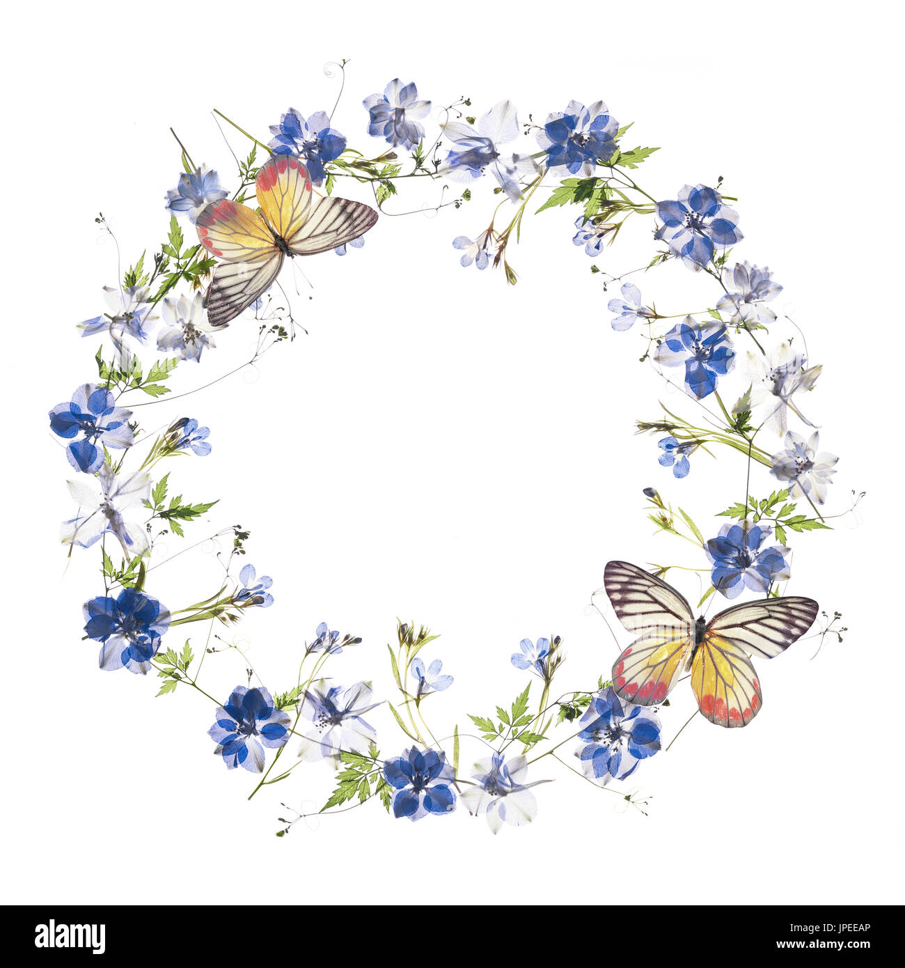 Floral frame with butterfly on white background Stock Photo
