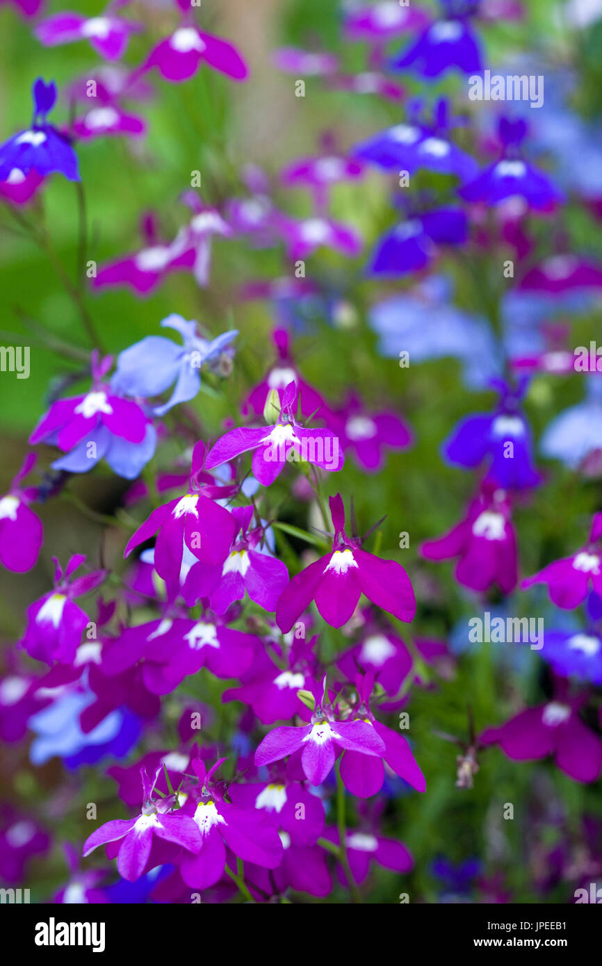 Lobelia erinus. Close up of the flower of the trailing lobelia. Stock Photo