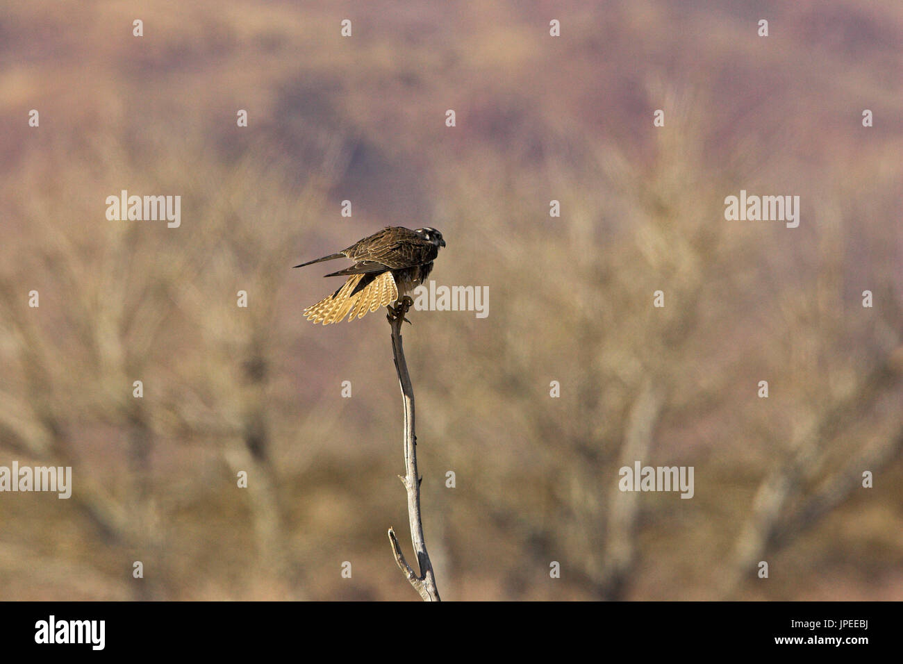 Prairie falcon Falco mexicanus Bosque del Apache National Wildlife