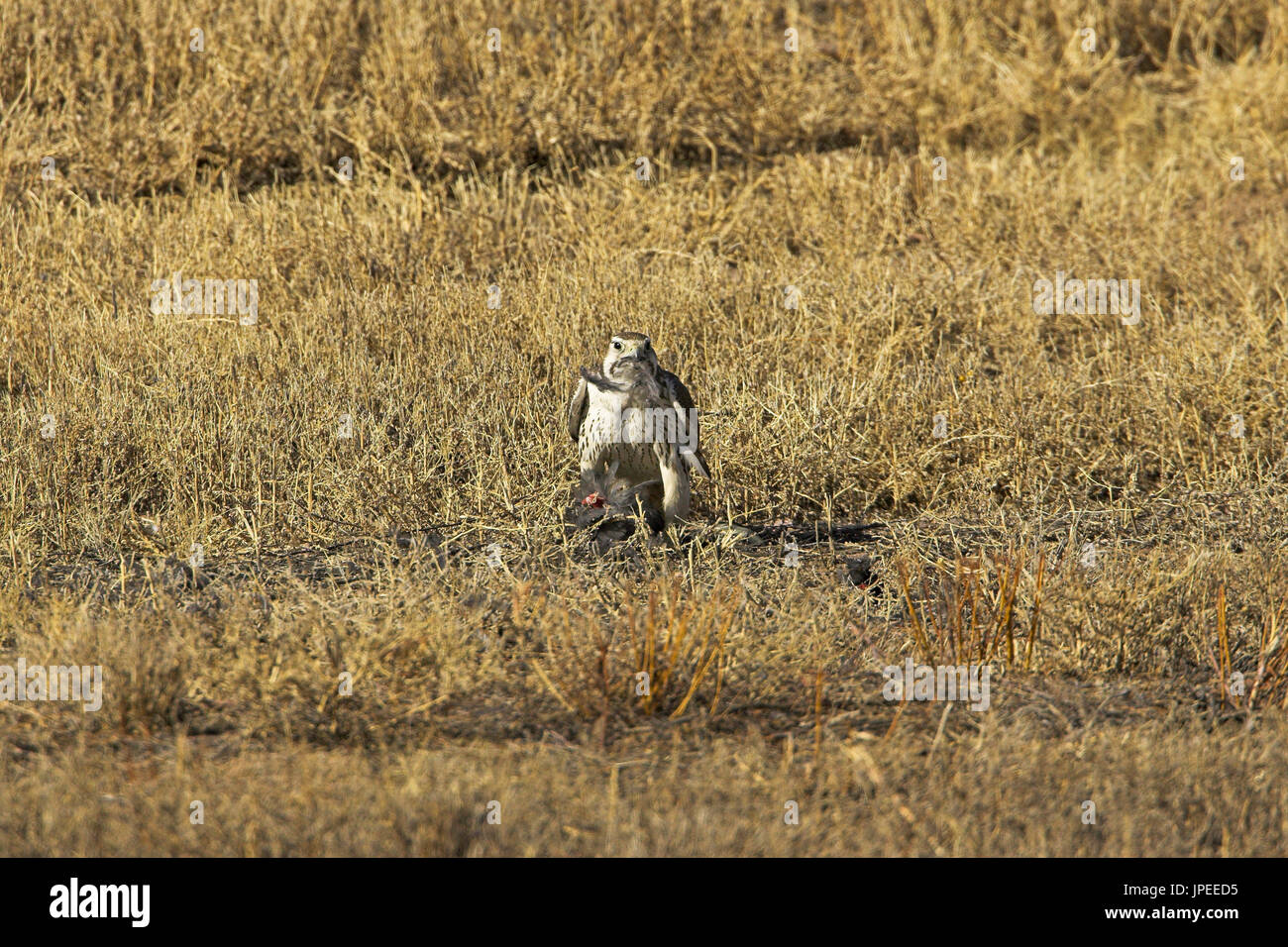 Prairie falcon Falco mexicanus Bosque del Apache National Wildlife