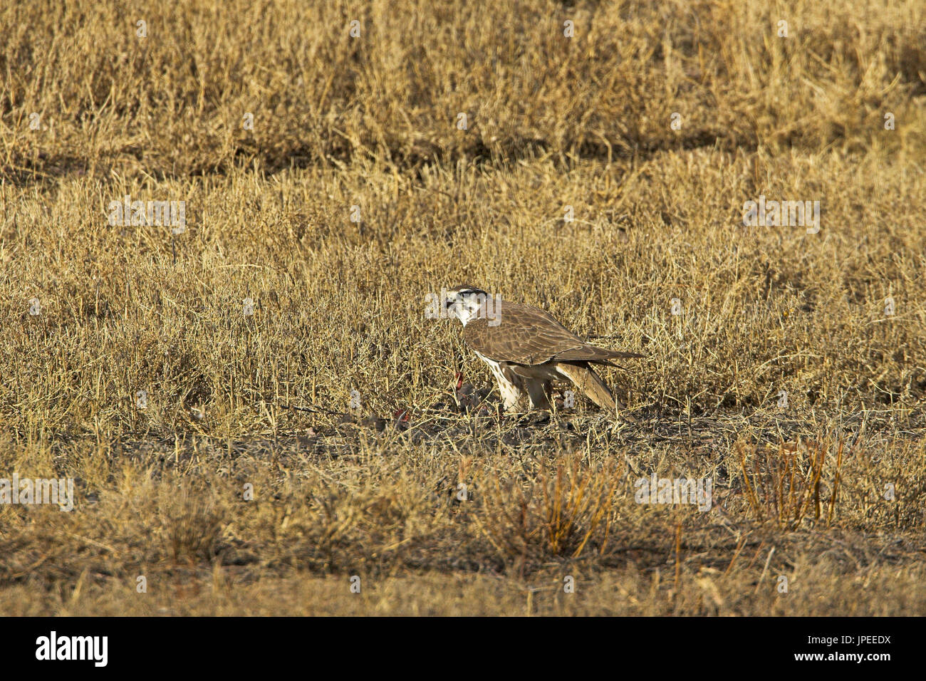 Prairie falcon Falco mexicanus Bosque del Apache National Wildlife