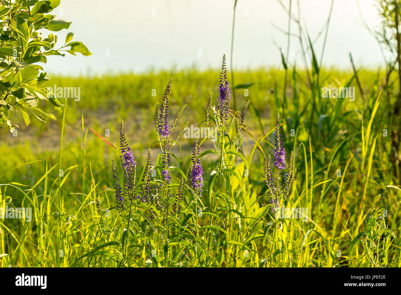 A flower called Ivan tea grows on the bank of the channel Stock Photo