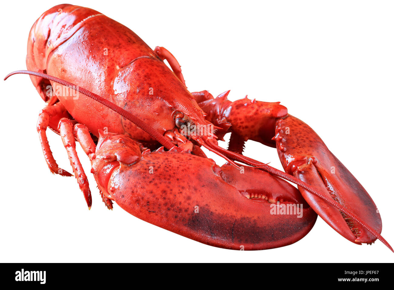 Steamed lobster isolated on white with clipping path Stock Photo