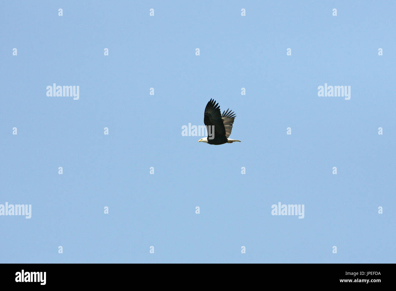 Bald eagle Haliaeetus leucocephalus adult in flight Stock Photo - Alamy