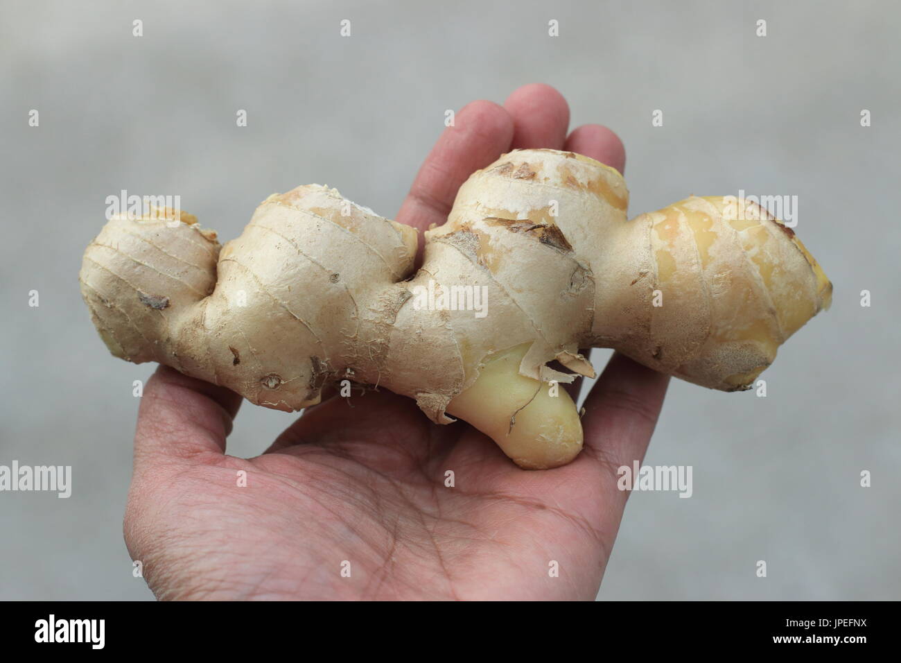 Close up of Ginger or known as Zingiber officinale isolated Stock Photo