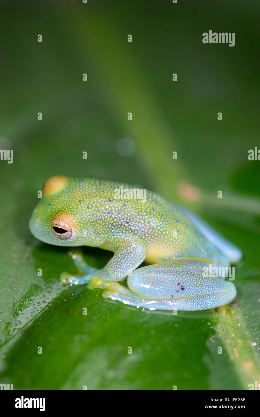 Granular Glass Frog, “Cochranella granulosa”Costa Rica Stock Photo Alamy