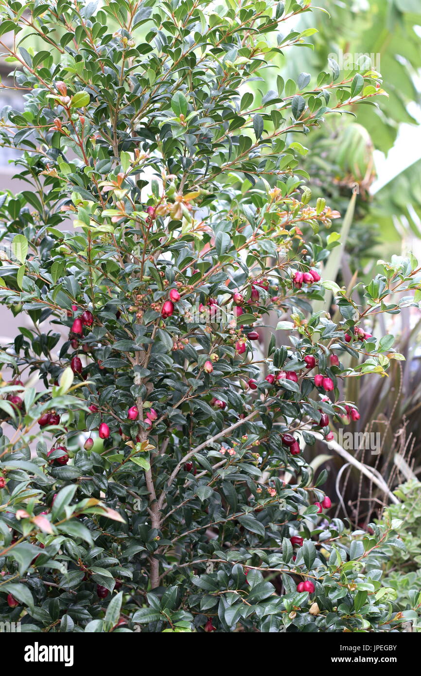 Syzygium australe Stock Photo