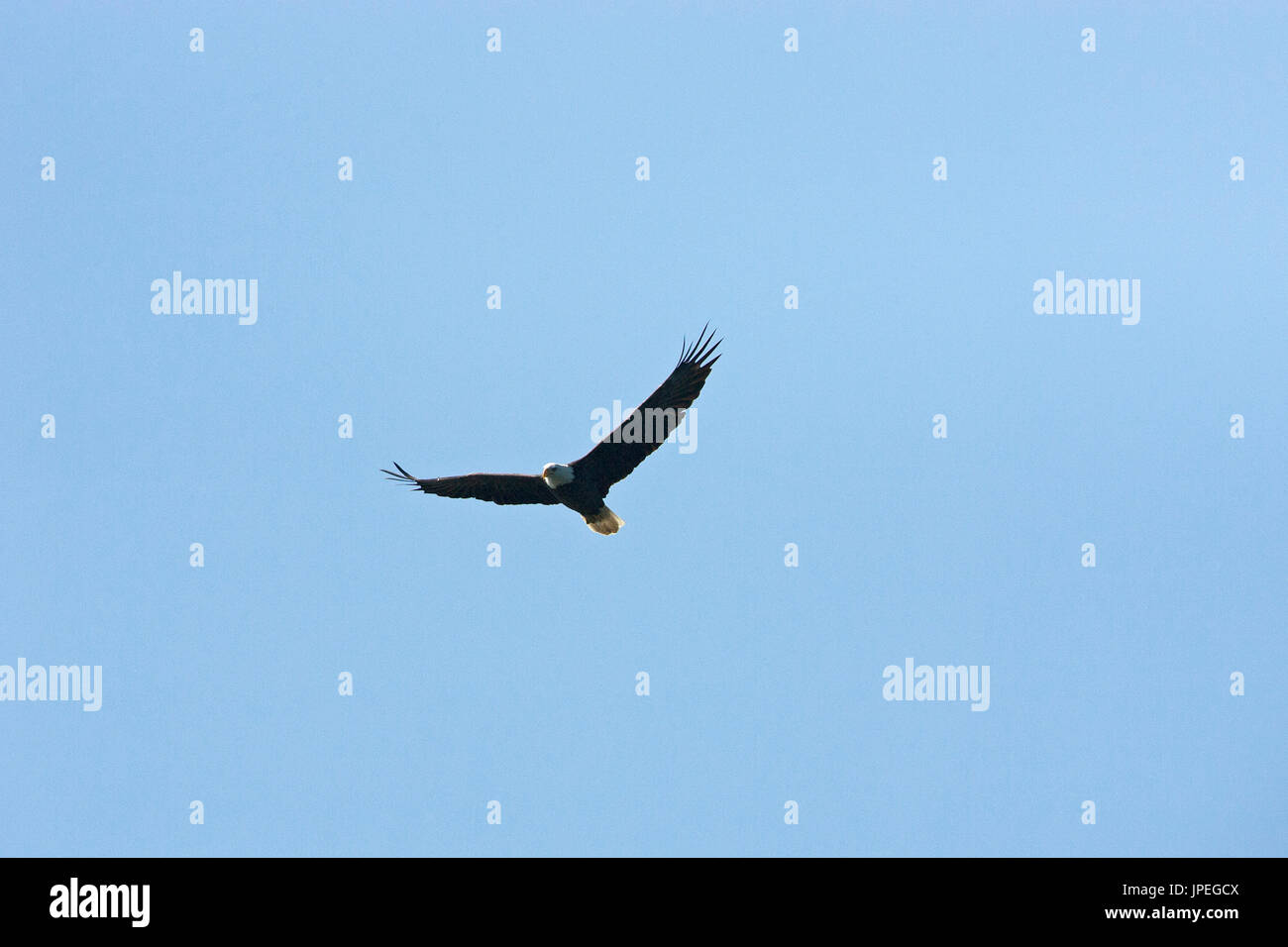 Bald eagle Haliaeetus leucocephalus in flight over Lake Olathe Kansas USA Stock Photo