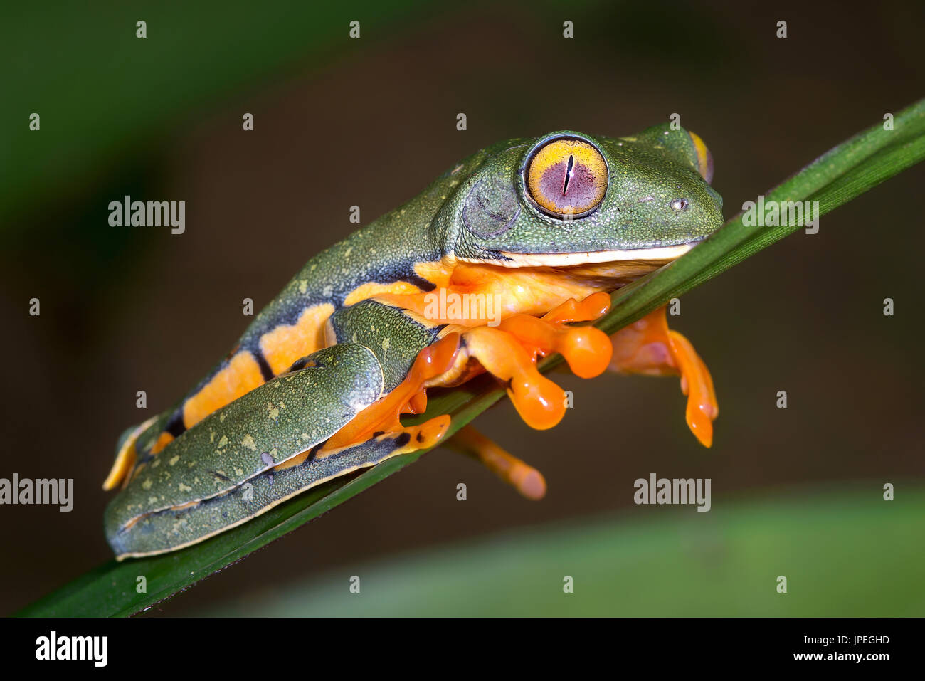 Splendid Leaf Frog, “Cruziohyla calcarifer”-Sarapiqui, Costa Rica Stock ...