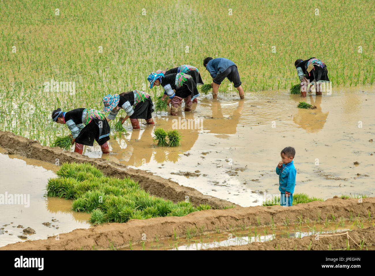 Planting the rice at Sapa Valley, northern Vietnam Stock Photo - Alamy
