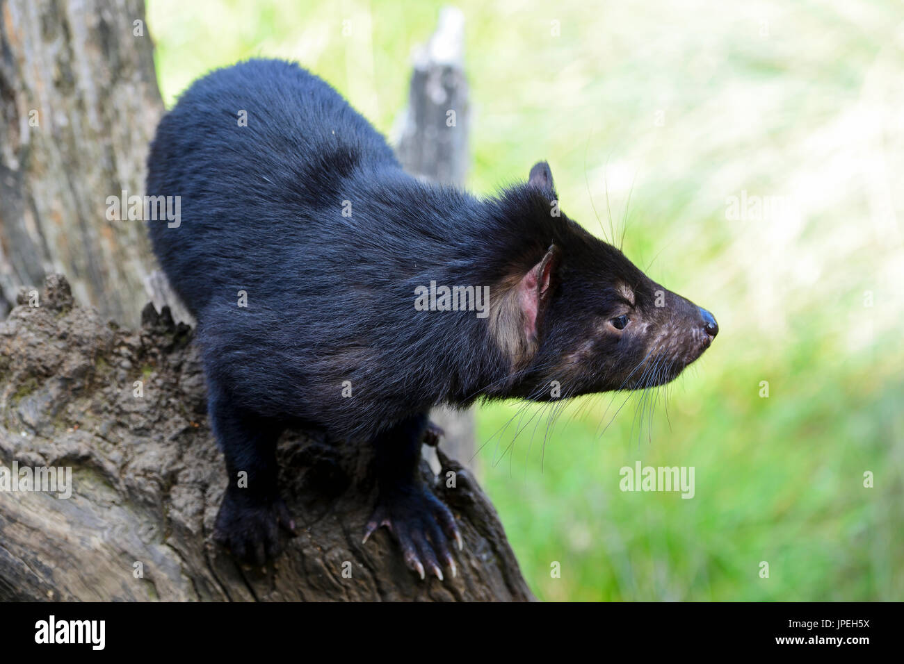 Tasmanian devil at the Tasmanian Devil Sanctuary at Cradle Mountain